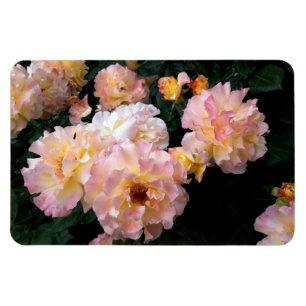 Roses Flowers , Pink Yellow Roses Magnet