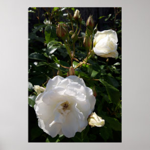 Roses flowers , white roses poster
