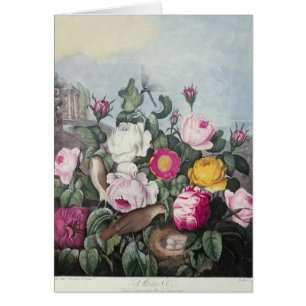 Roses, from 'The Temple of Flora'