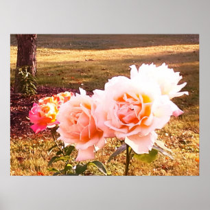 ROSES HAVE ELEGANT BEAUTY POSTER
