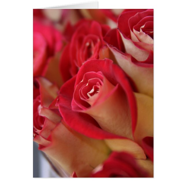 Roses in NYC (Front)