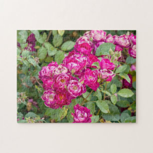 Roses In The Garden Jigsaw Puzzle
