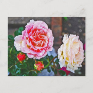 Roses in the rain postcard