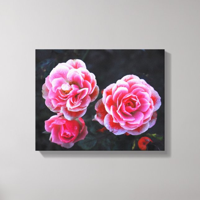 Roses in Winter Canvas Print (Front)