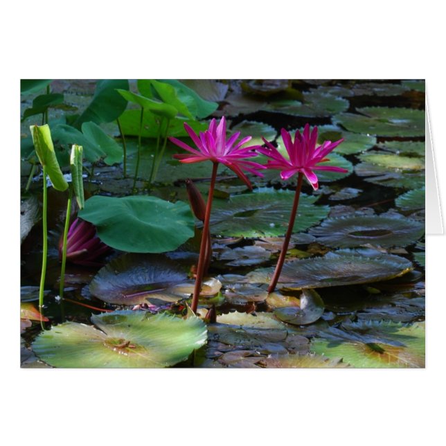 Roses jumeaux (Devant horizontal)