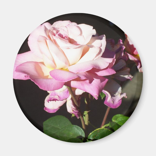 Roses Magnet (Front)