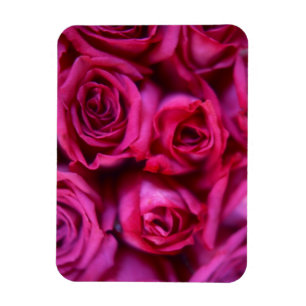 Roses Magnet