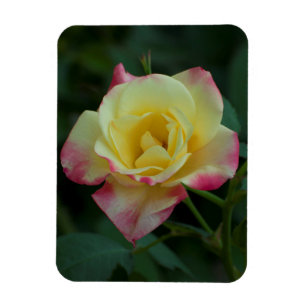 Roses mean Love! Magnet