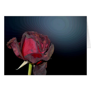 Roses morts 1