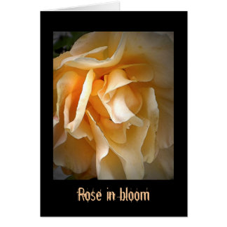 Roses morts : Rose en fleurs