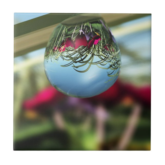 Roses on Raindrops Decorative Tile (Front)