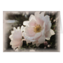 Roses pâles et anciens