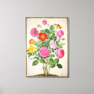 Roses, plate 4 from the Nassau Florilegium (w/c on Canvas Print