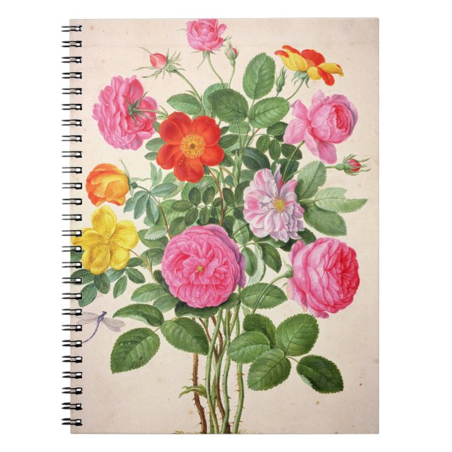 Roses, plate 4 from the Nassau Florilegium (w/c on Notebook (Front)