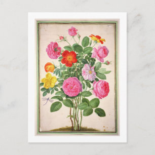 Roses, plate 4 from the Nassau Florilegium (w/c on Postcard