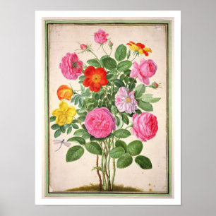Roses, plate 4 from the Nassau Florilegium (w/c on Poster