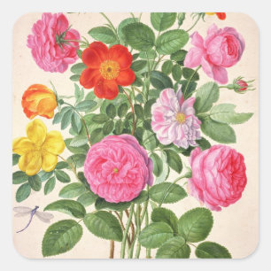 Roses, plate 4 from the Nassau Florilegium (w/c on Square Sticker