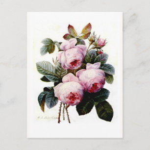 Roses Postcard