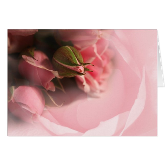 Roses roses (Devant horizontal)