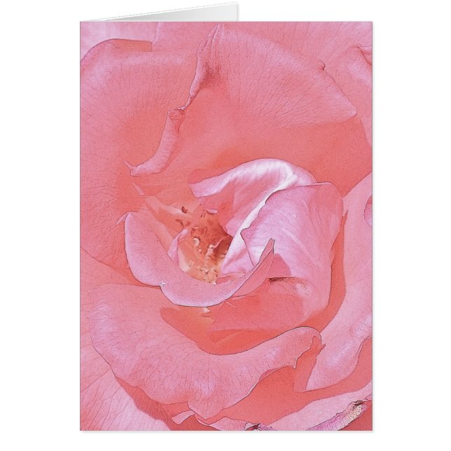 Roses roses (Devant)