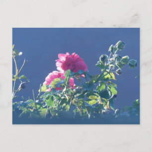 Roses roses au soleil do-it-yourself carte postale