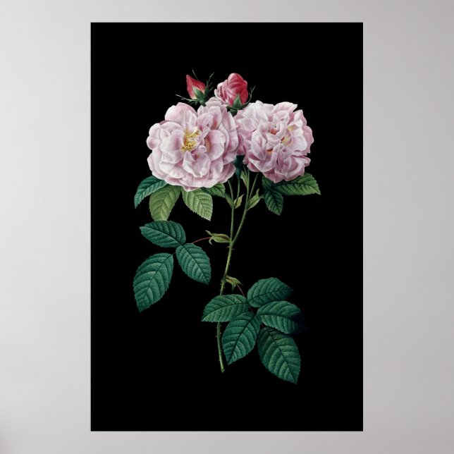Roses roses de Redoute noir arrière - plan poster (Devant)