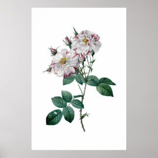 Roses roses roses par Redoute impression qualité p