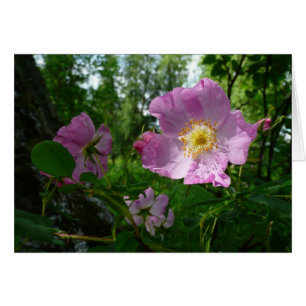 Roses roses sauvages en Alaska