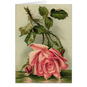 Roses roses vintages