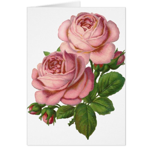 Roses roses vintages (Devant)