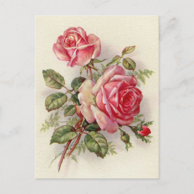 Roses roses vintages mignonnes carte postale (Devant)