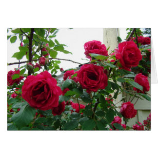 Roses rouges s'élevants