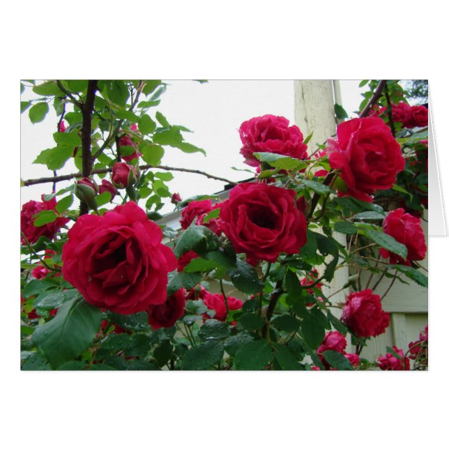 Roses rouges s'élevants (Devant horizontal)
