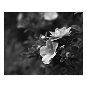 Roses sauvages - photo florale de beaux-arts