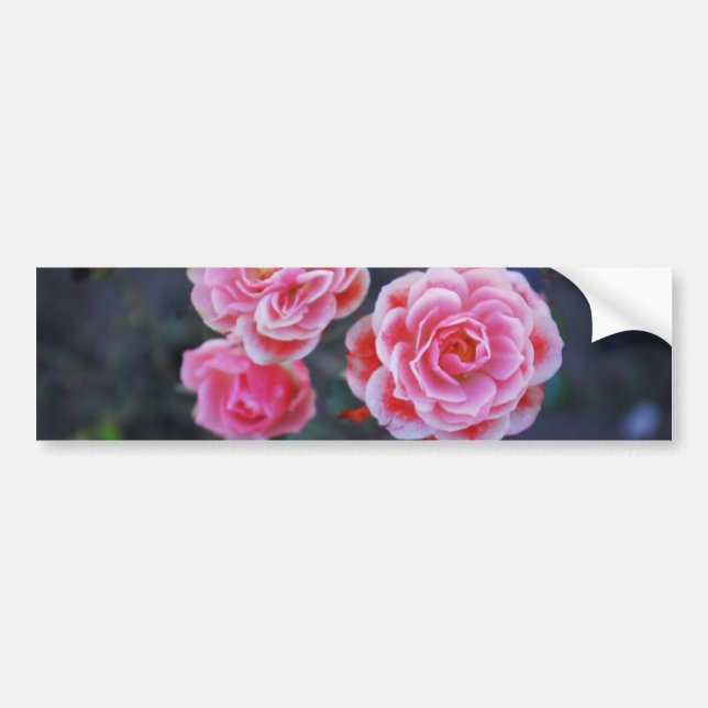 Roses Sticker (Front)