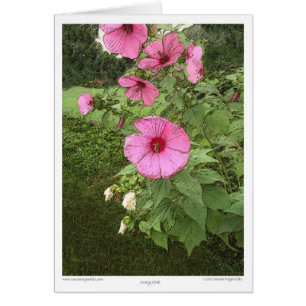 Roses trémière