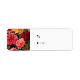 Roses vibrants