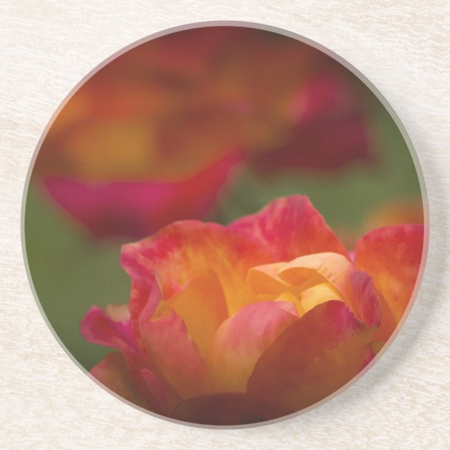 Rosey Coaster (Front)