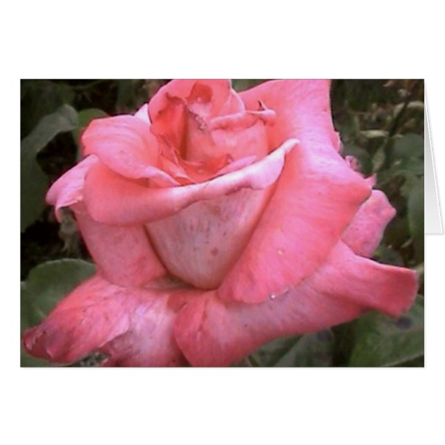 Rosey Pink (Front Horizontal)