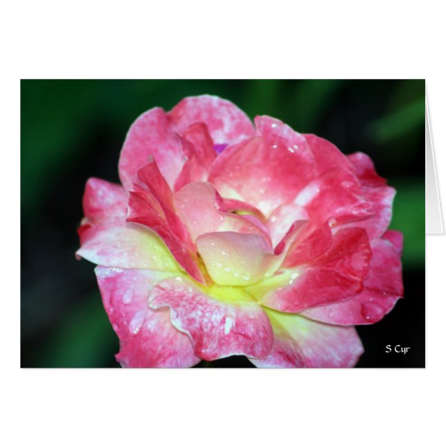 Rosey, S Cyr (Front Horizontal)