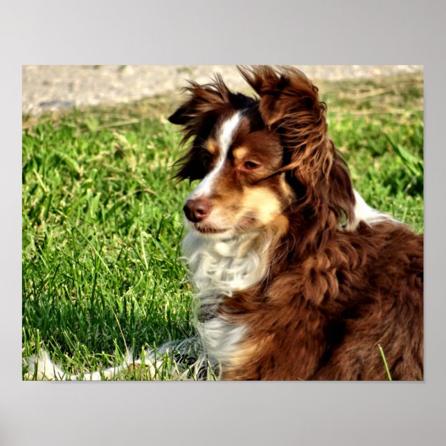 Rosie in the breeze poster (Front)