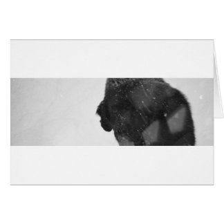 rosie . pour vrai . dans la neige