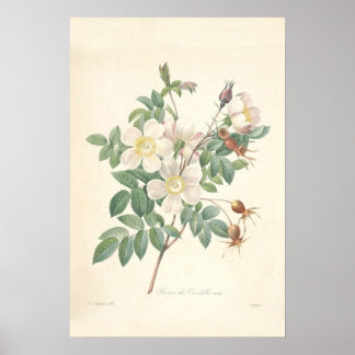 Rosier Canvas Print