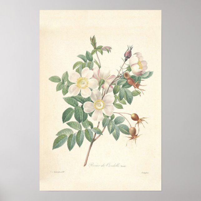 Rosier Canvas Print (Front)
