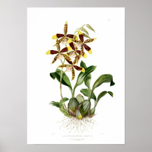 Rossioglossum grande by Miss Drake. Poster