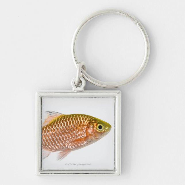 Rosy barb fish (Puntius conchonius) Keychain (Front)