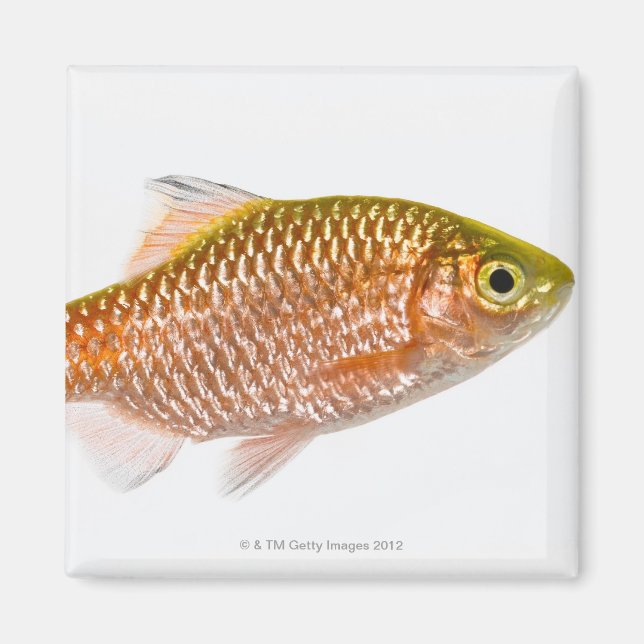 Rosy barb fish (Puntius conchonius) Magnet (Front)