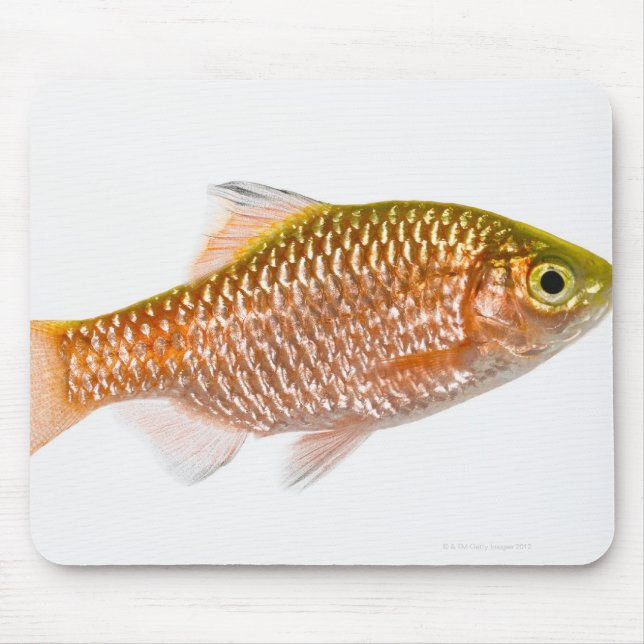 Rosy barb fish (Puntius conchonius) Mouse Pad (Front)
