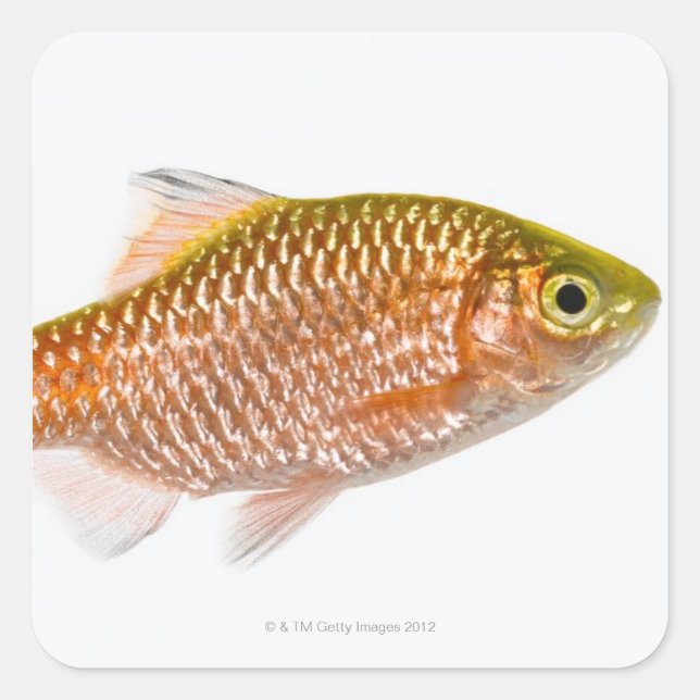 Rosy barb fish (Puntius conchonius) Square Sticker (Front)