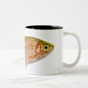 Rosy barb fish (Puntius conchonius) Two-Tone Coffee Mug